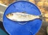 Alewife: An Oktoberfest Star
