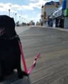 Marley on the Ocean City boardwalk