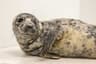 Eloise, the grey seal pup, rescued from Cape Henlopen in Delaware