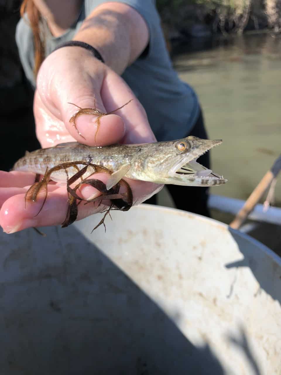Lizardfish by Liz Wist, MCBP