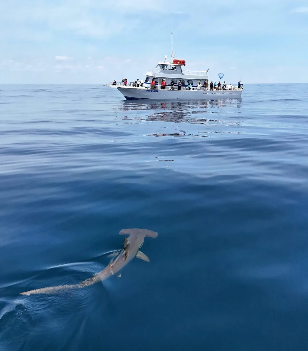 Beneath the Waves - Exploring the Sharks of Ocean City, Maryland