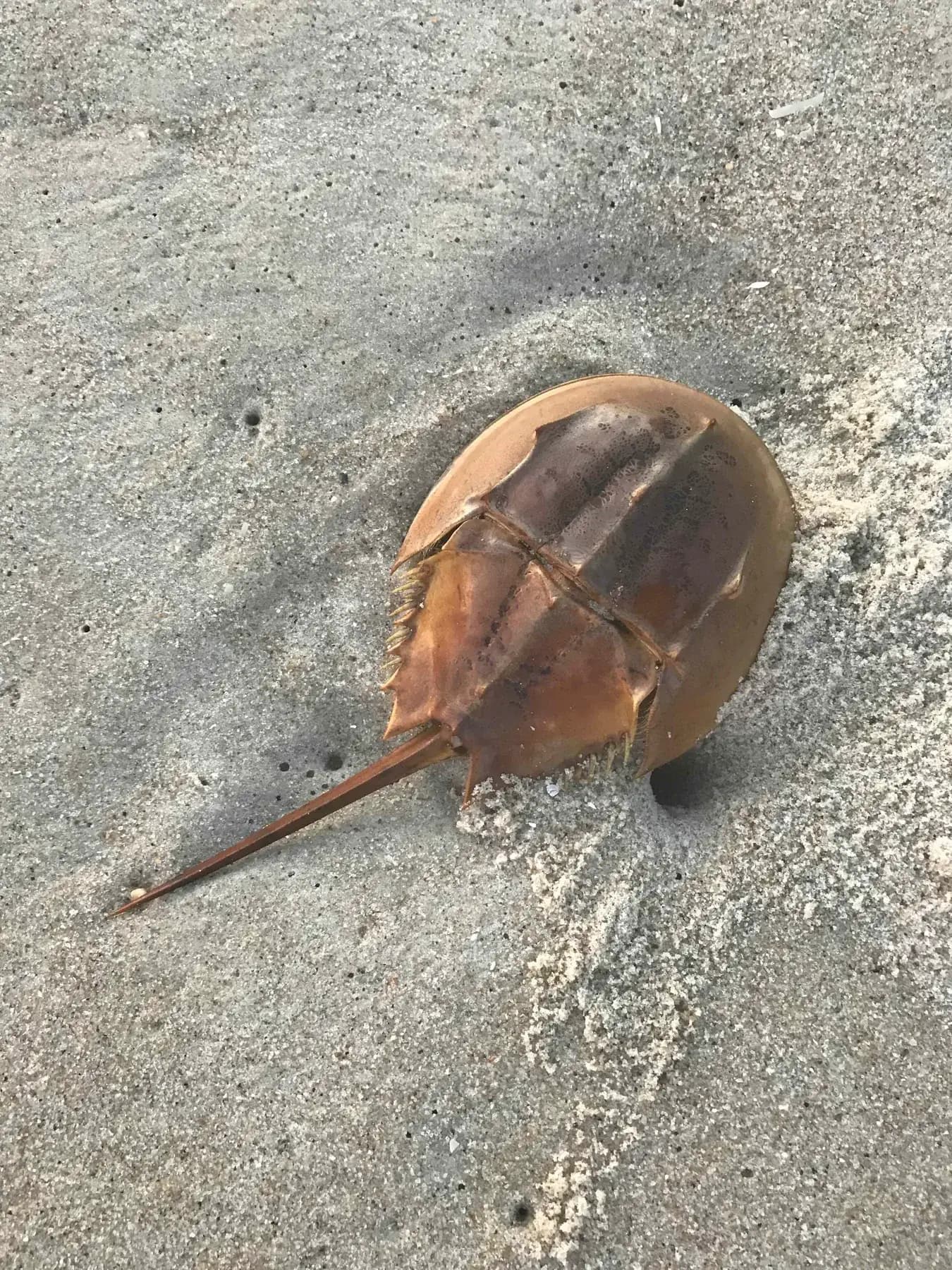 Horseshoe Crab Migration in Ocean City, Maryland: Where to See This Incredible Natural Spectacle