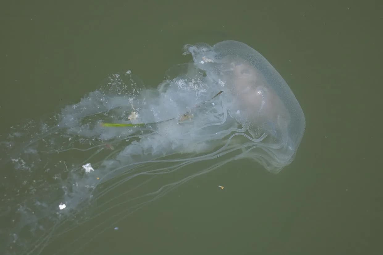 Jellyfish Are Infiltrating Ocean City: The Invisible Sting Lurking Beneath the Waves