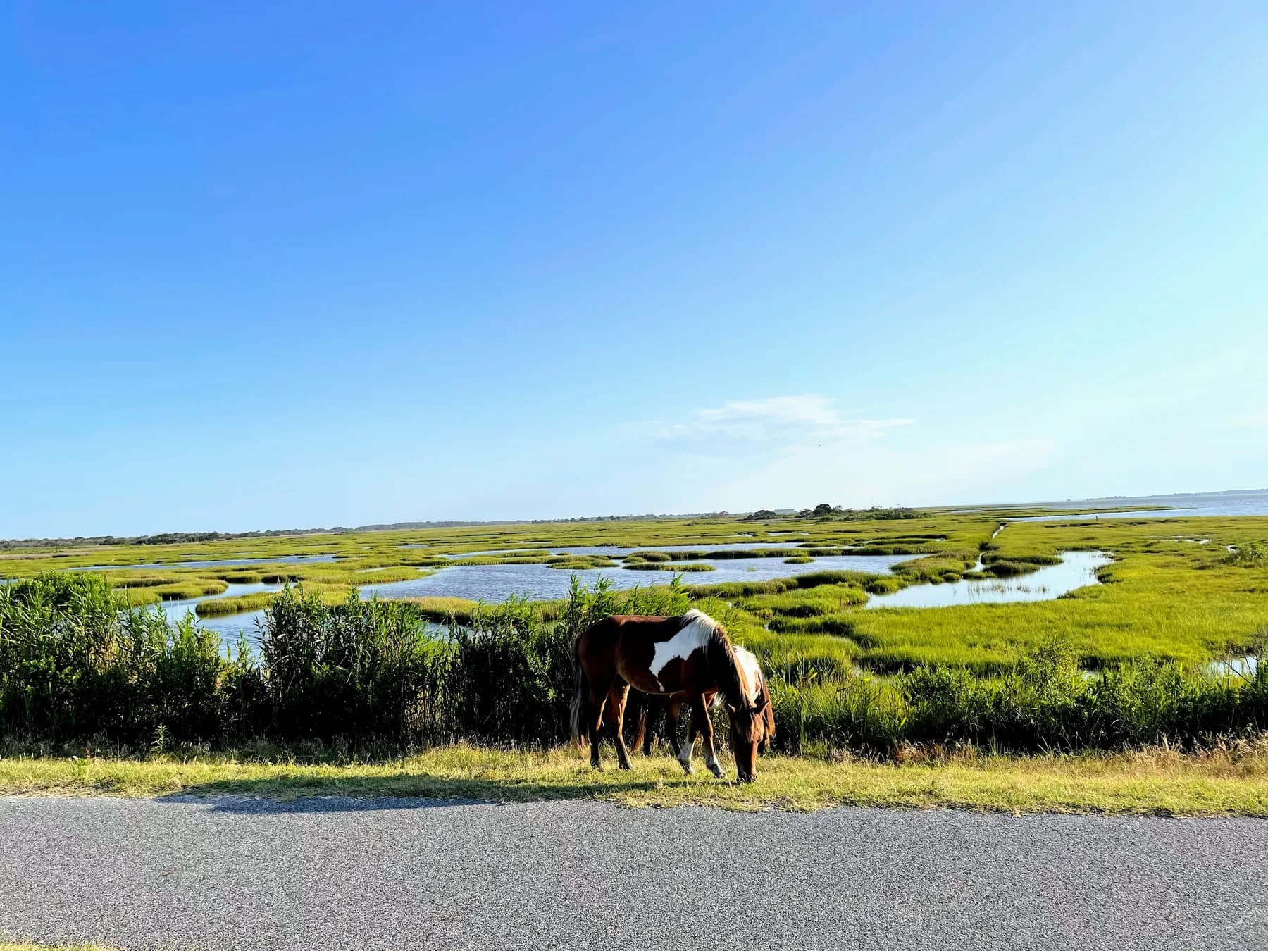 Wild ponies on Assateague Island
