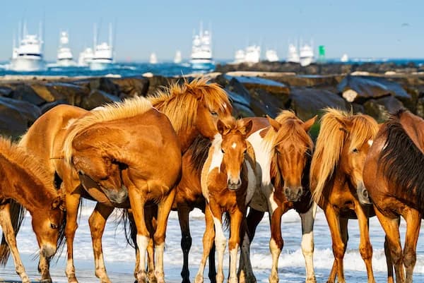 Ponies on Assategue with Ocean City in the background