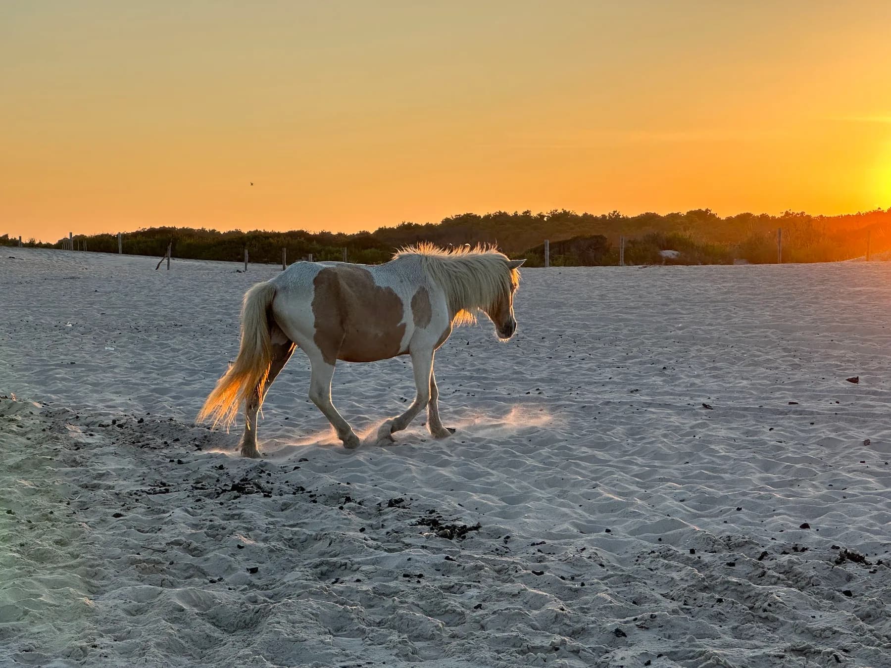Assateague pony on the beach at Assateague