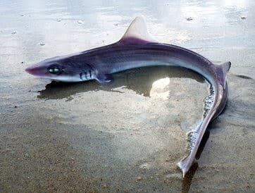 No need to fear Sharks in Ocean City Maryland Waters