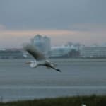 Ocean City Birding Descriptions