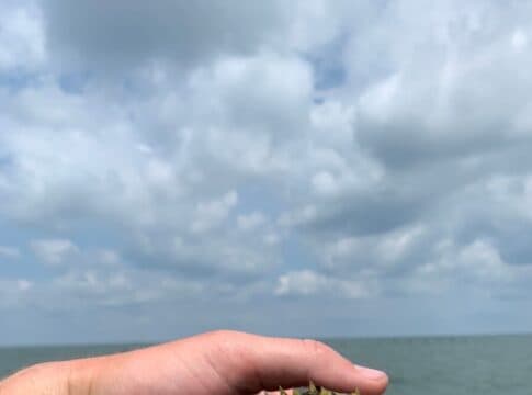Striped Burrfish: The Not so Common Creature