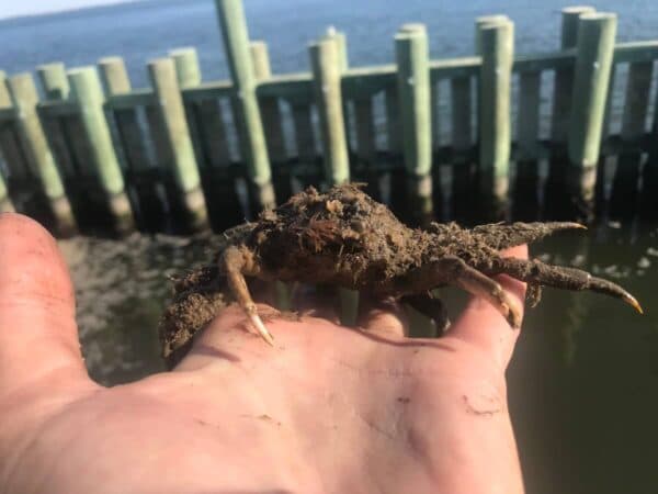 Is that a Crab?! Crabs in Camouflage