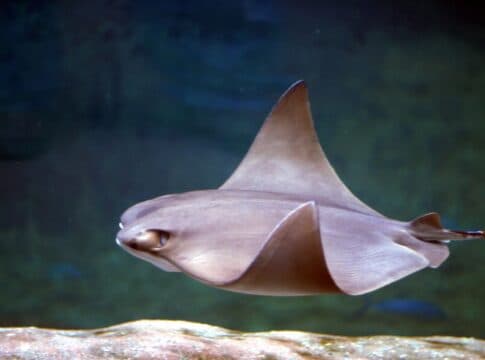 Cownose Ray