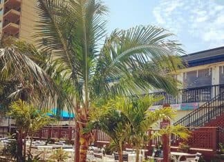 clarion palm trees