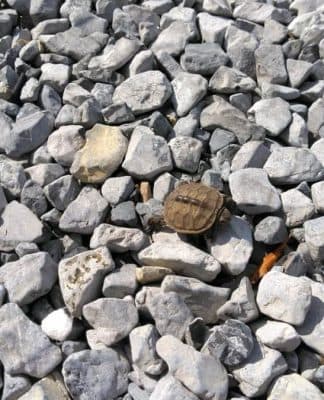 Maryland Coastal Bays Seeks Volunteers for Annual Terrapin Turtle Count
