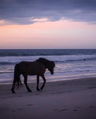 Our First Photo Friday of the Season! Cruisin' OC, Assateague Ponies and More
