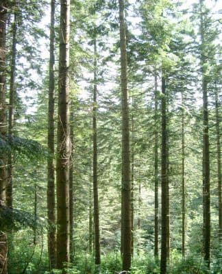 Can I Cut Down These Trees?
