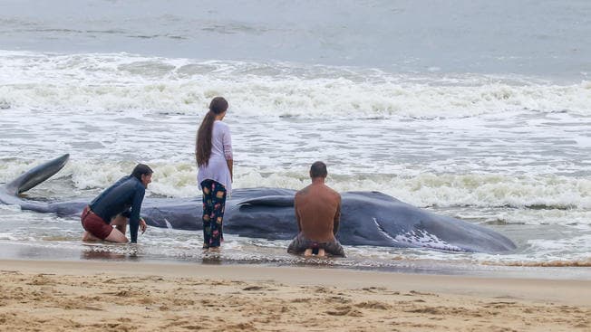 Image of beached whale in Ocean City, MD on Sept 15, 2019