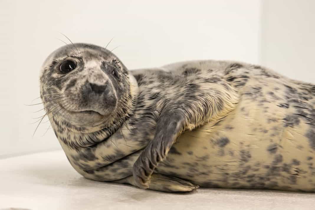 Eloise, the grey seal pup, rescued from Cape Henlopen in Delaware
