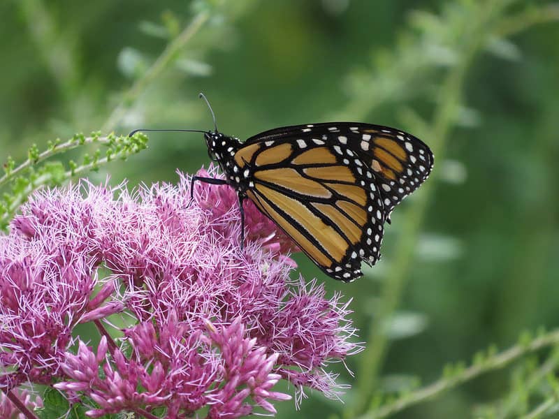 Monarch by Mike Hudson
