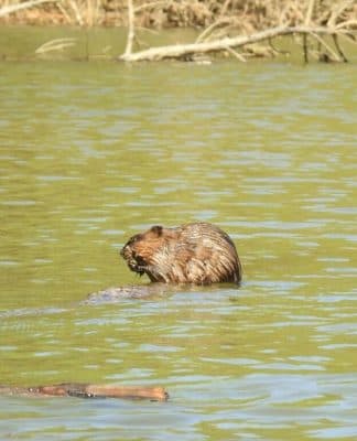 American Beaver in River