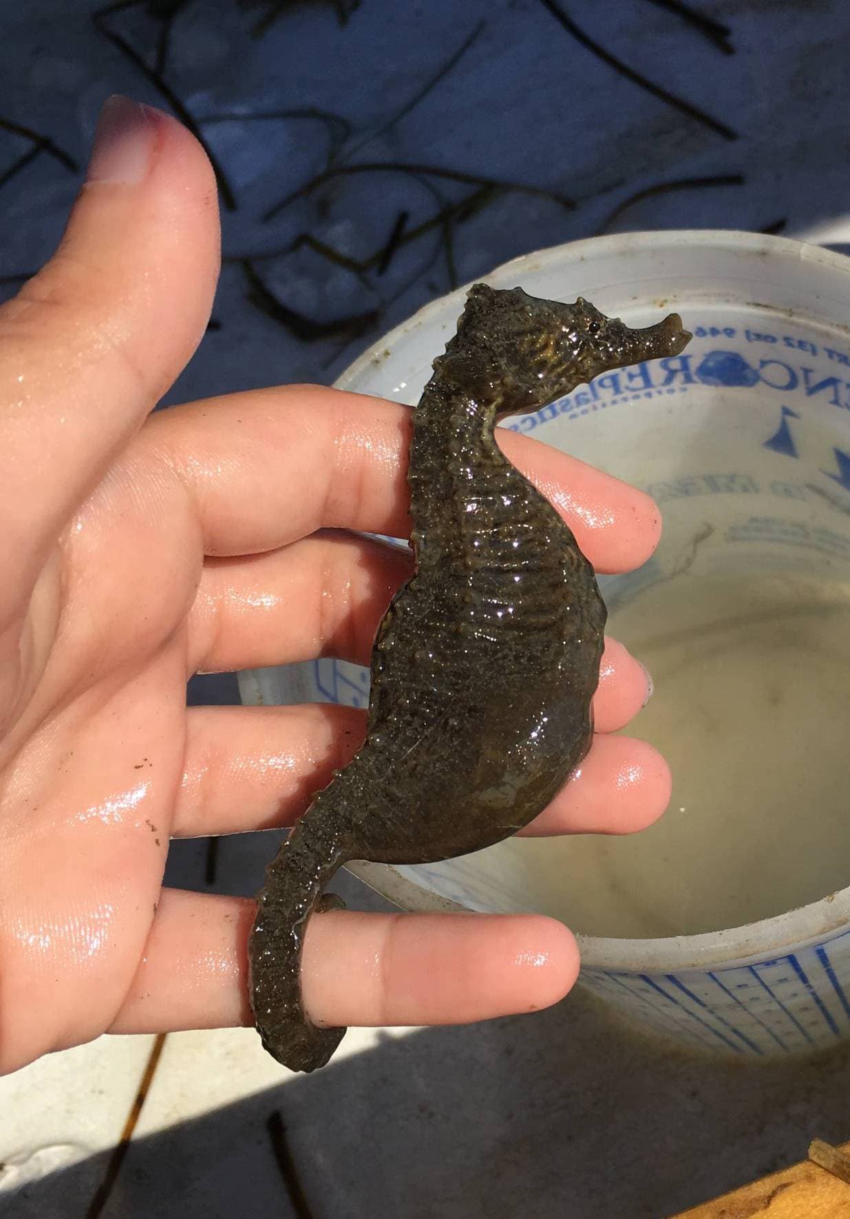 A Quick Course in the Seahorse