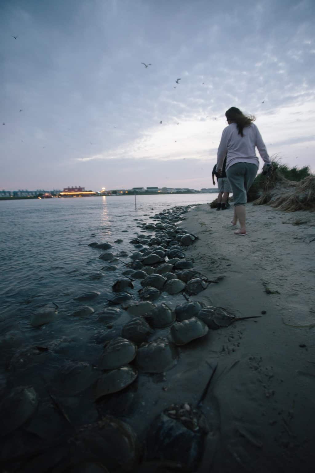 Creature Feature - Winter Whereabouts!