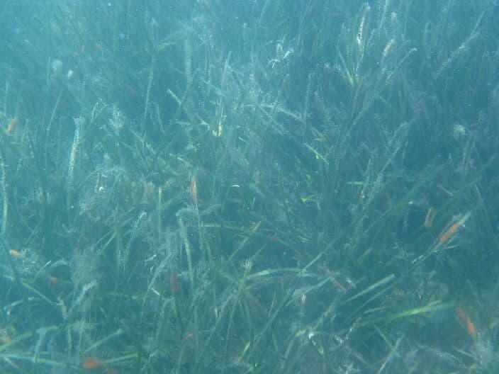 SAV underwater. MCBP photo