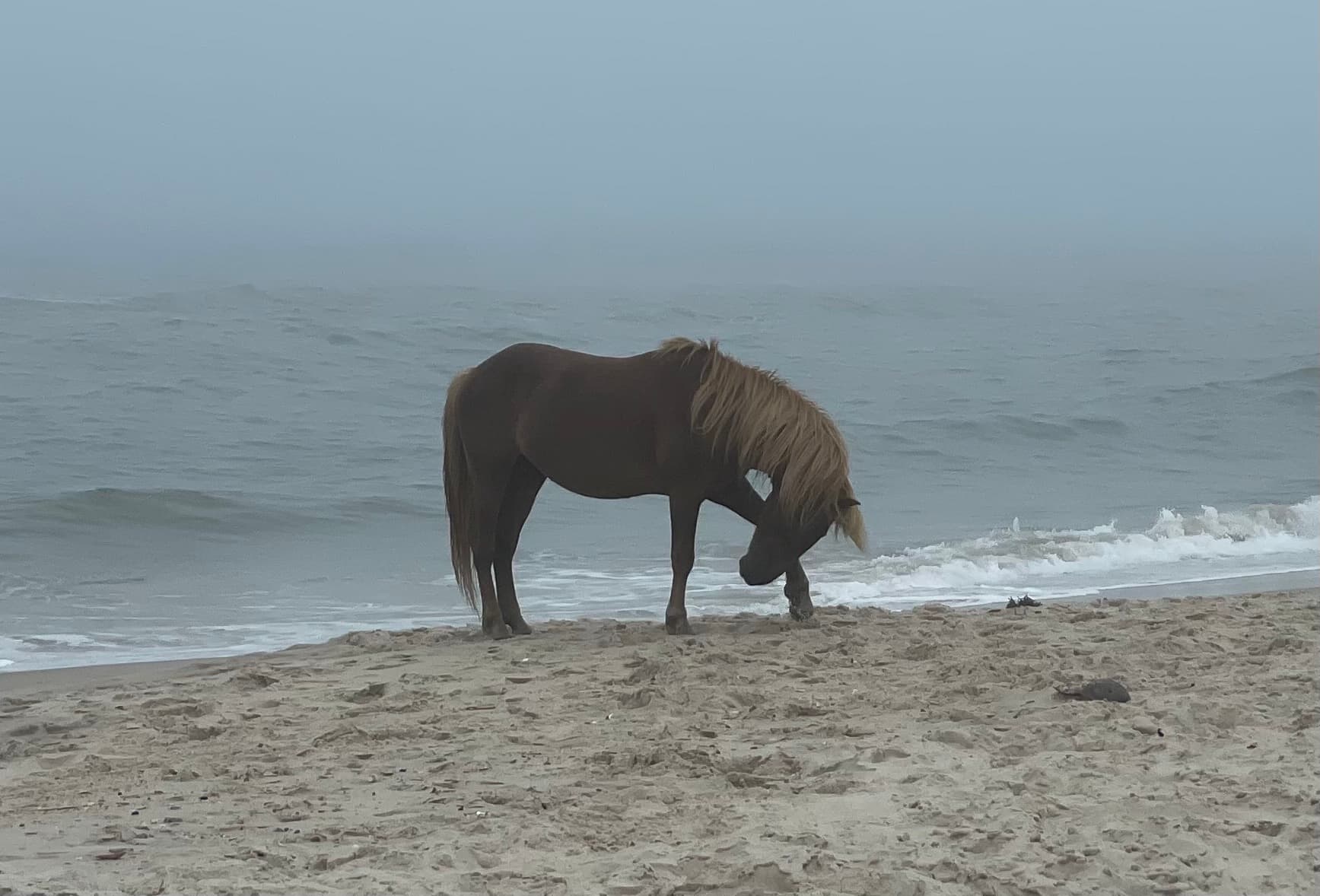 Wild and Wonderful: 5 Reasons Why Assateague Island Shines in the Winter Months