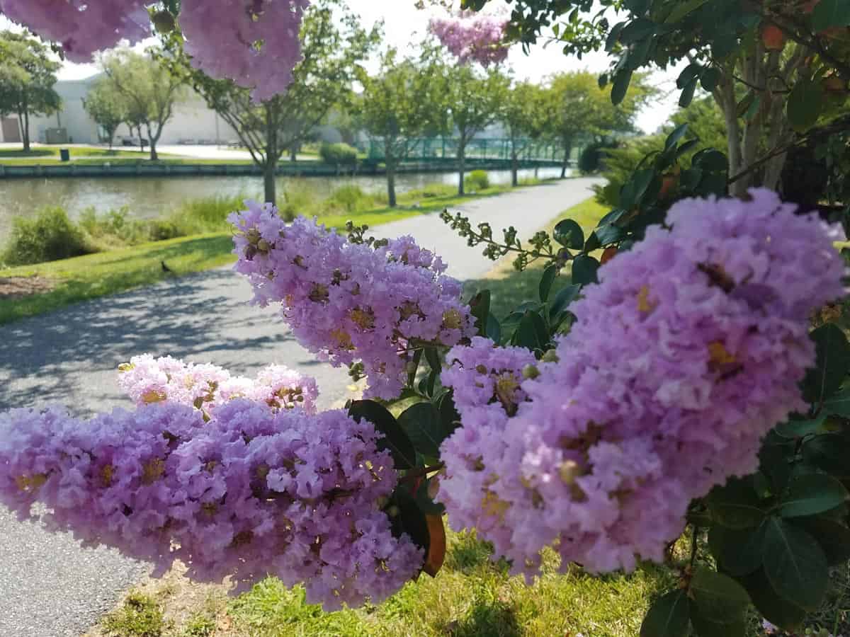 Some flowers from Ocean City on Mother's Day