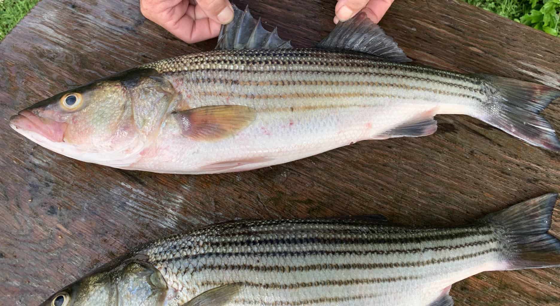striped bass in the coastal bays
