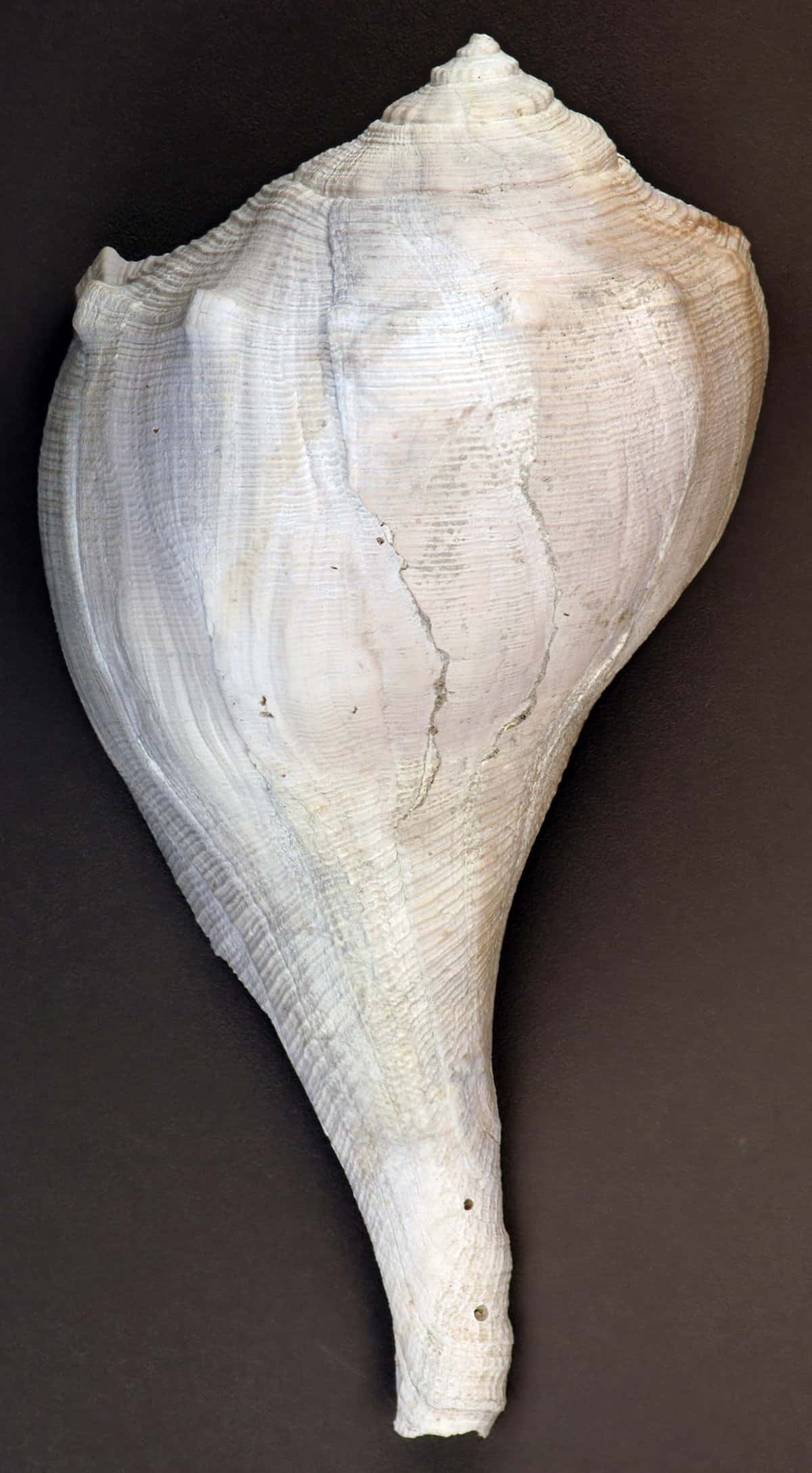 The Wonderful World of Whelks