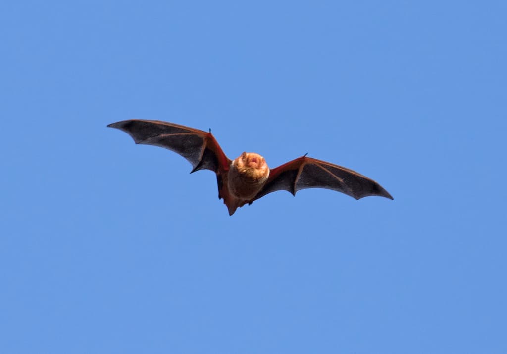 Mark Johnson- Eastern Red Bat