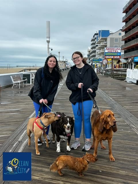 Walking dogs on OC Boardwalk