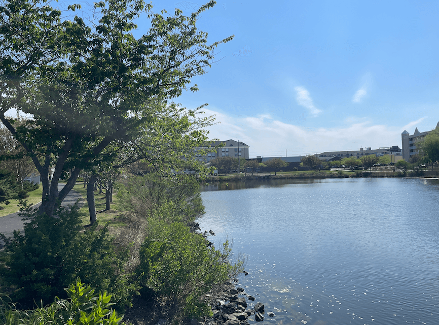Lakeside park with a tree-lined shore, calm water, and buildings in the distance under a blue sky.