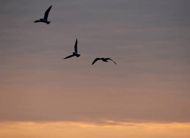 Join the Flock, Migrate to the Beach for Delmarva Birding Weekend