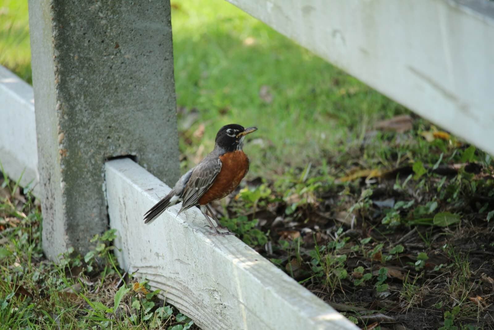 Berlin Wildlife