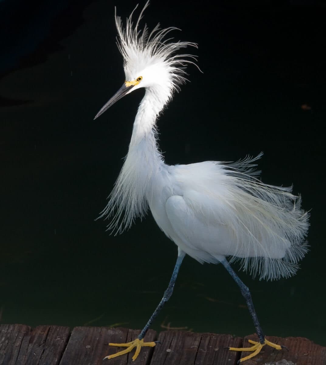 Creature Feature: Egrets vs. Herons