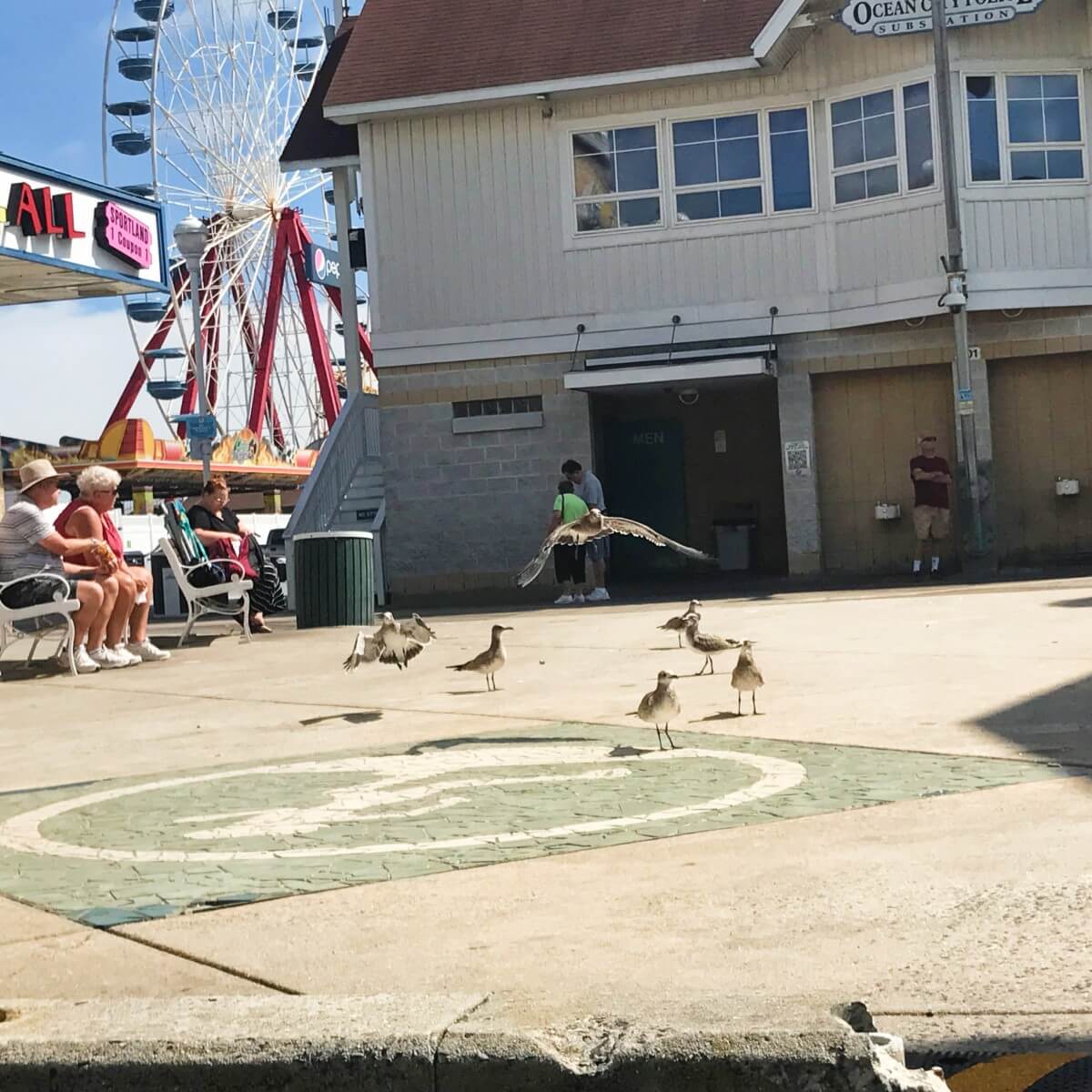 Garbagemen of the Beach: Ocean City Seagulls