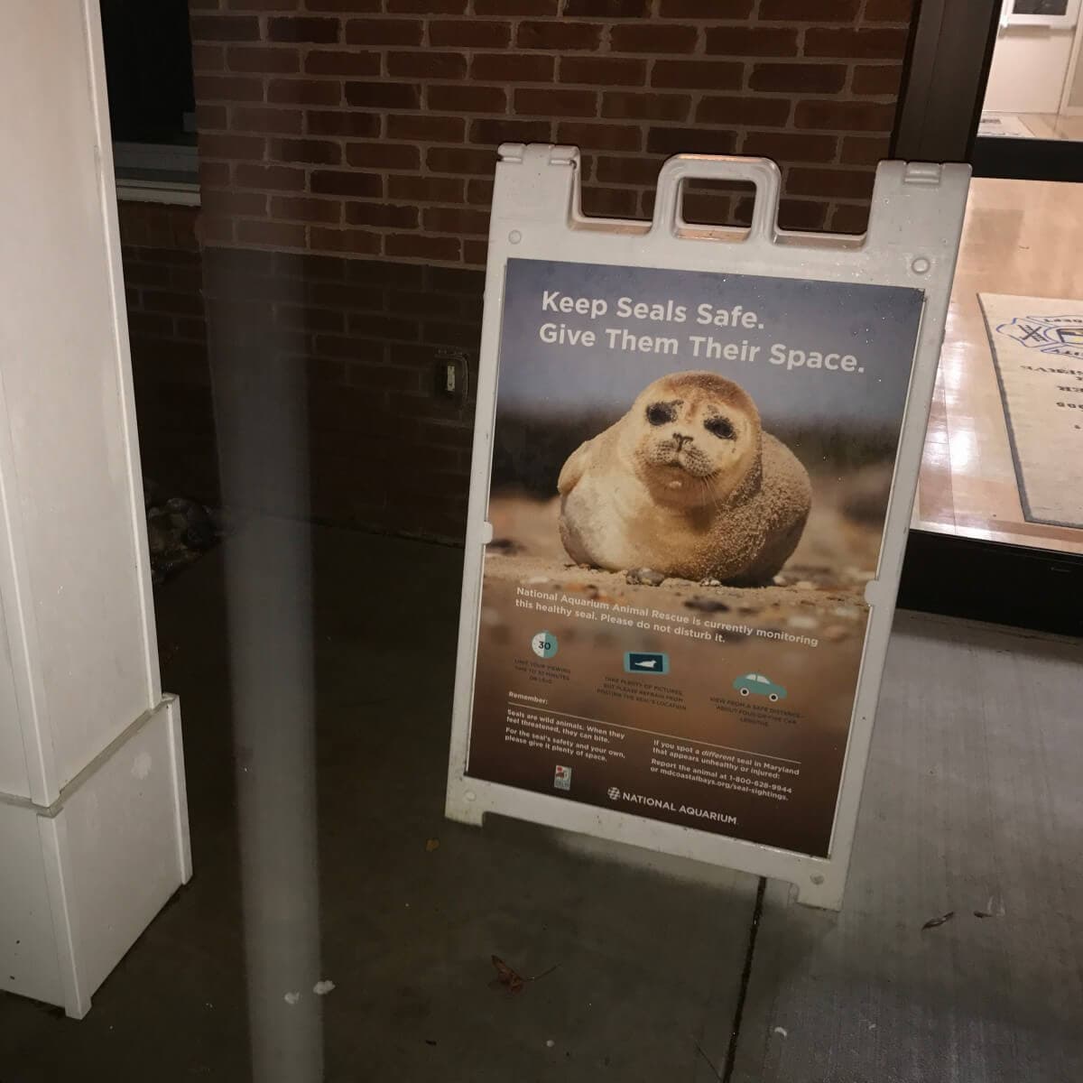 Creature Feature: It's almost seal season