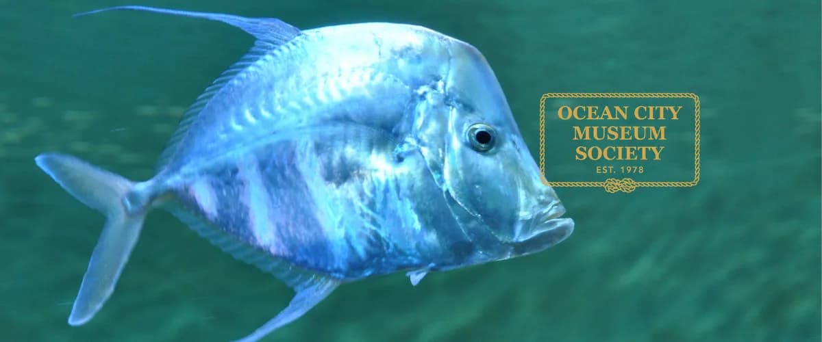 Aquarium Feeding - Free Summer Programs At The Ocean City Life Saving Station Museum