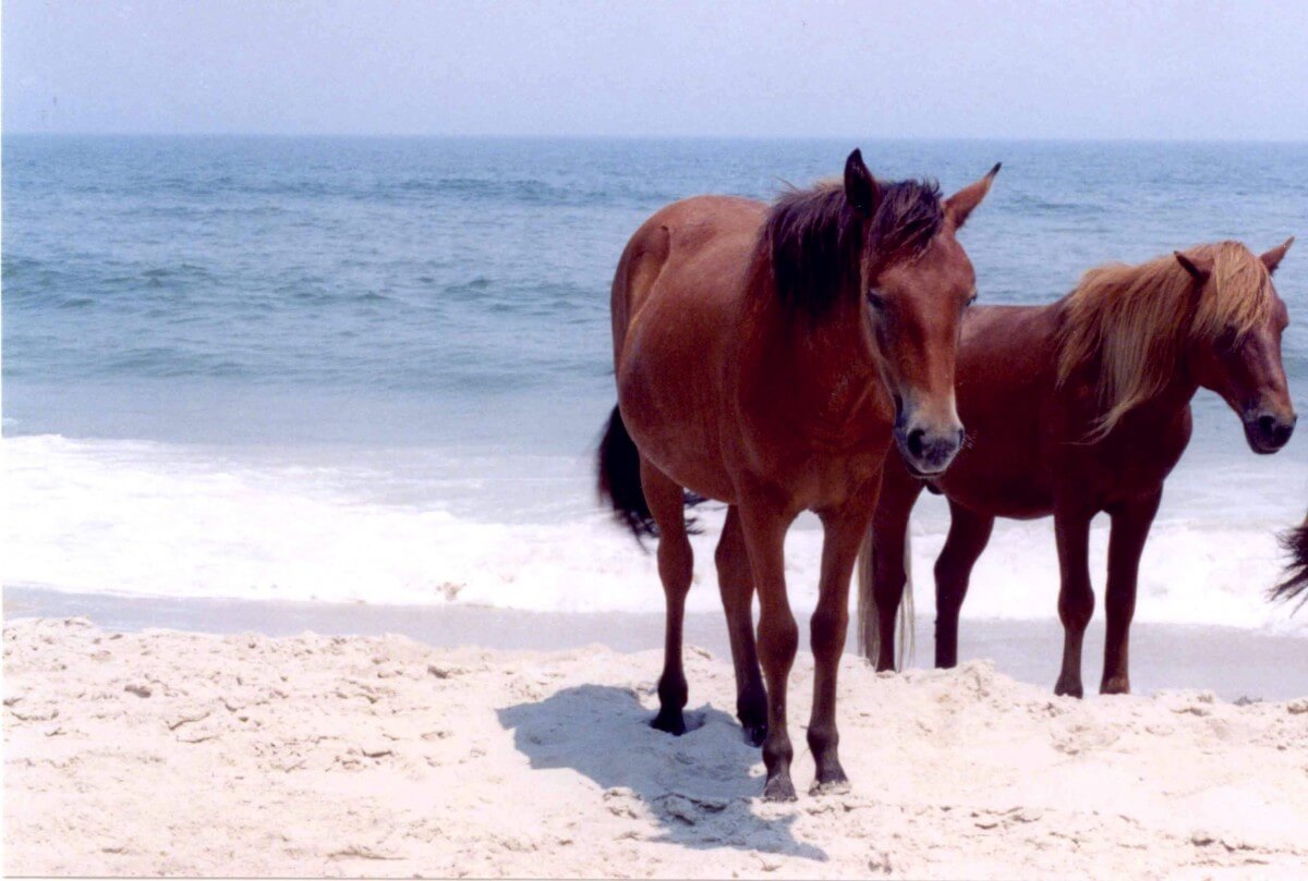 The Assateague Horses first arrived on a Spanish Galleon