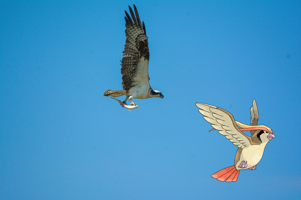Osprey with the Pokémon Pidgeot