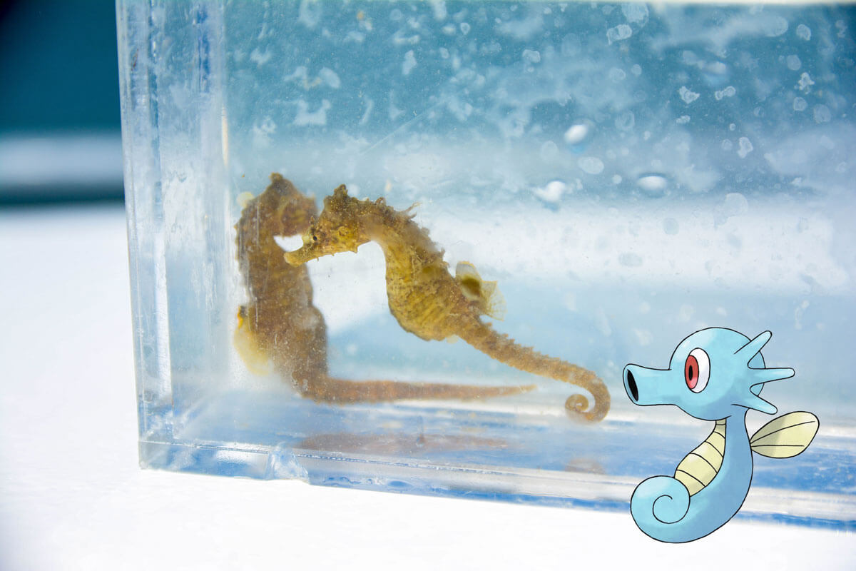 Lined Seahorse with the Pokémon Horsea