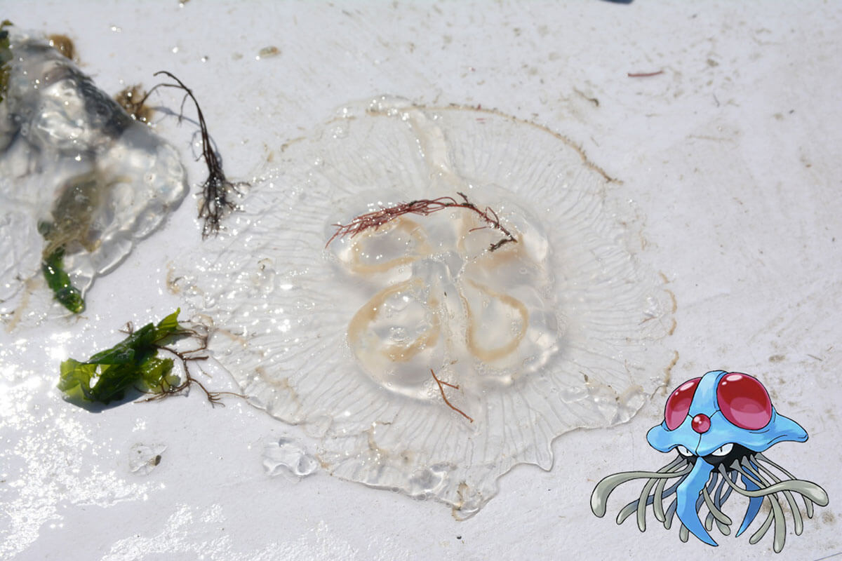 Moon Jelly with Tentacruel