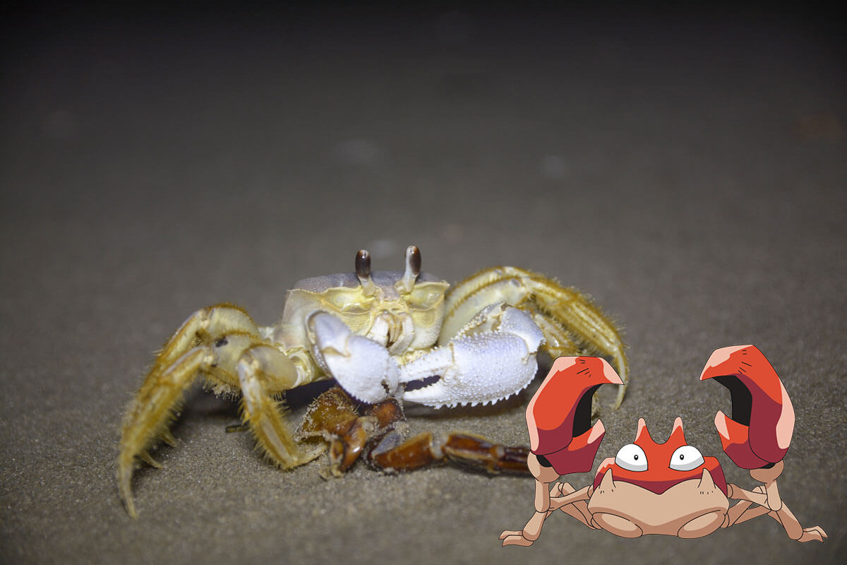 Ghost Crab with the Pokémon Krabby