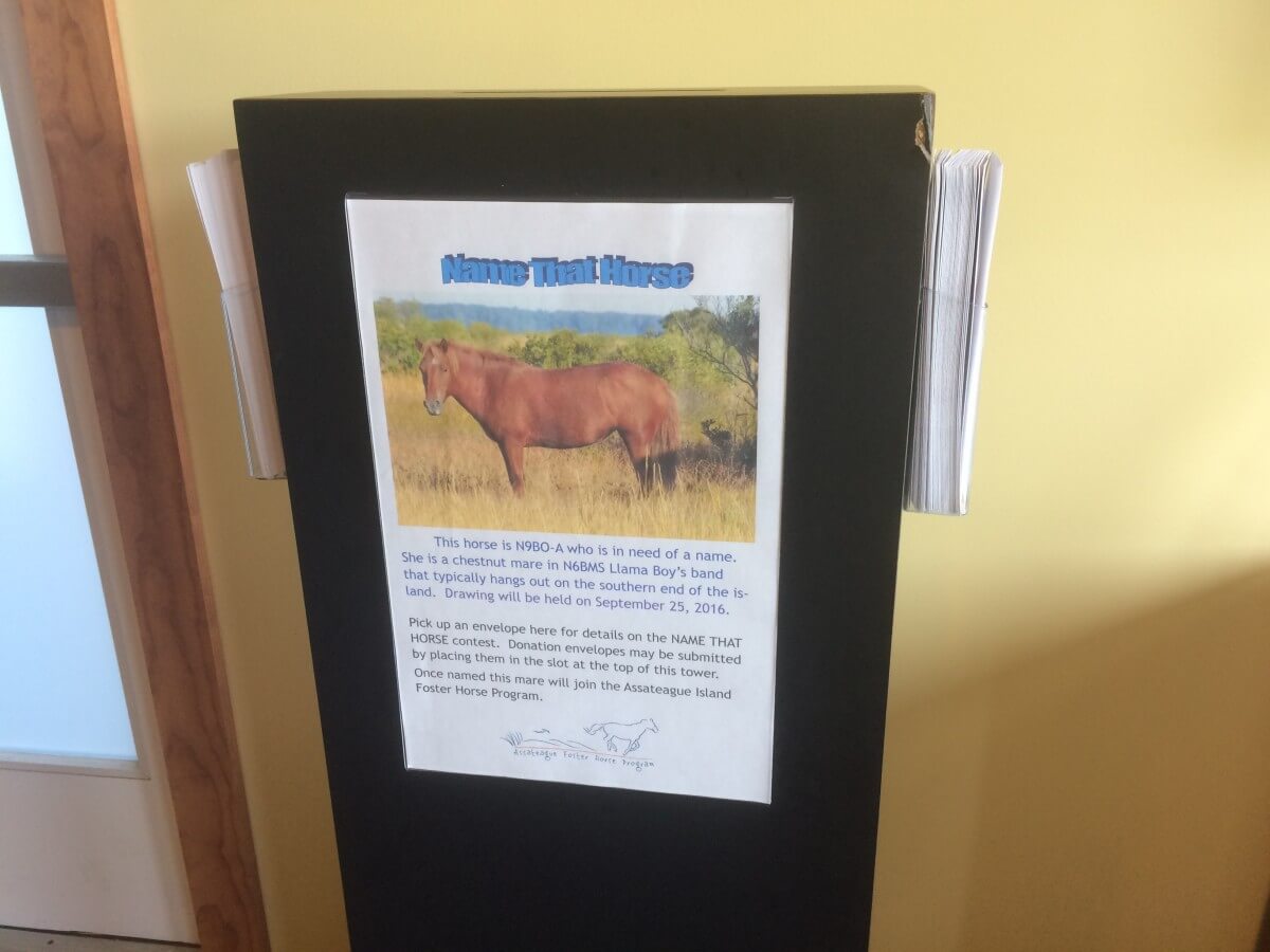 The horse-naming lottery allows people to make donations for the opportunity to name the new horses.
