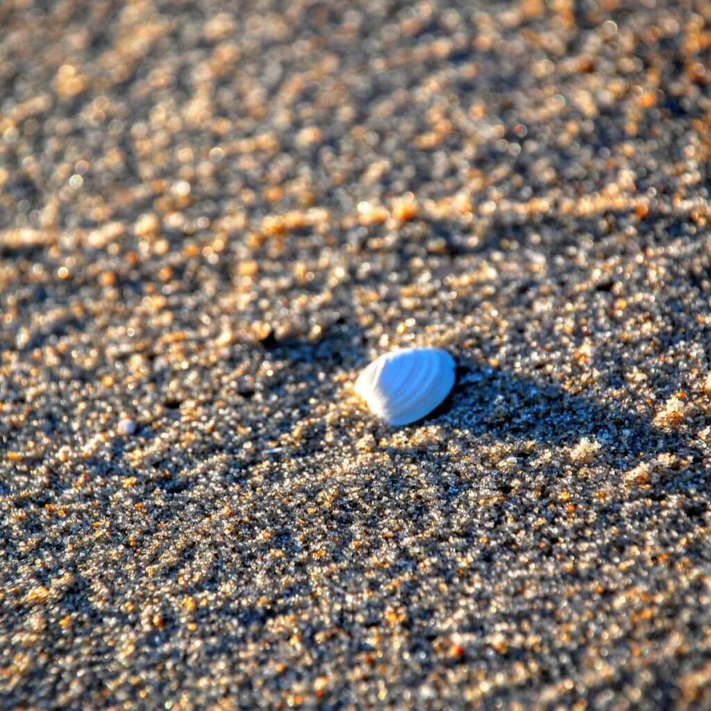 sea shell ocean city beach