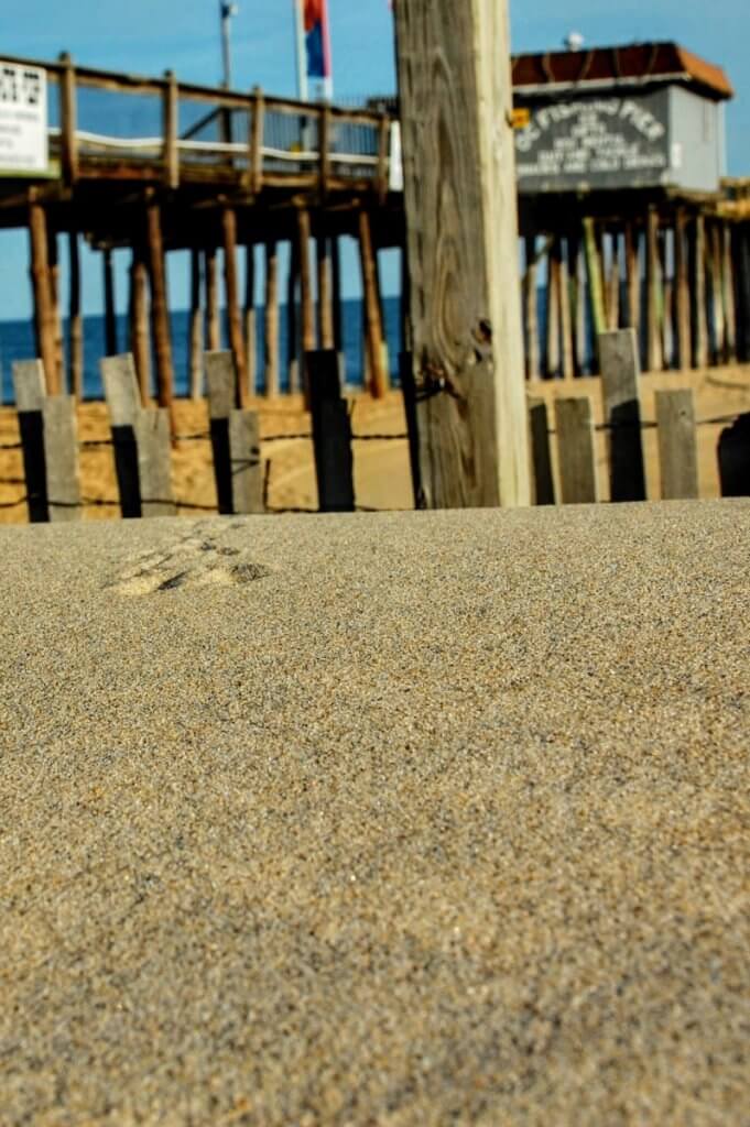 bird tracks in the sand