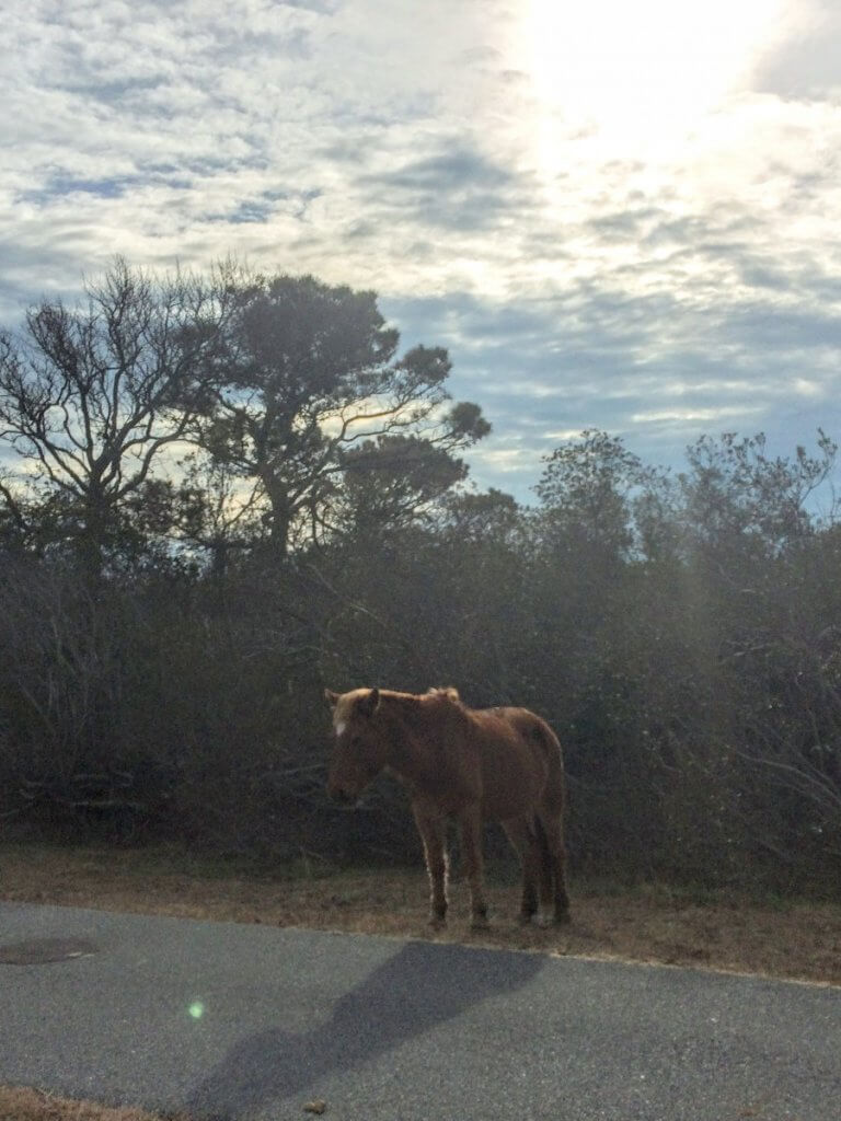 Assateague pony