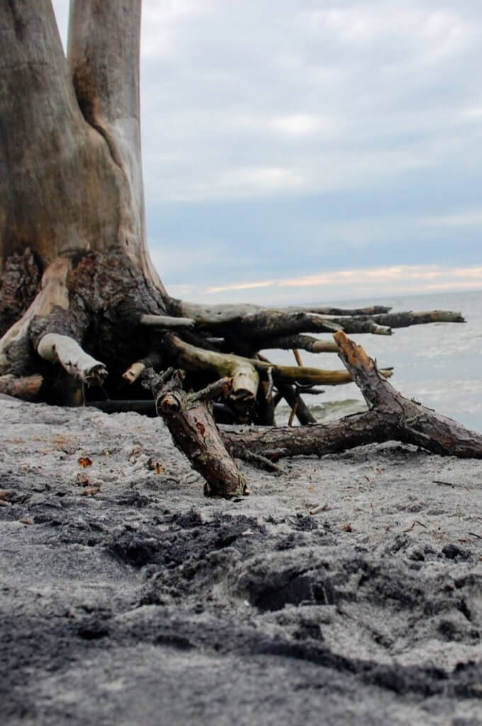 assateague tree