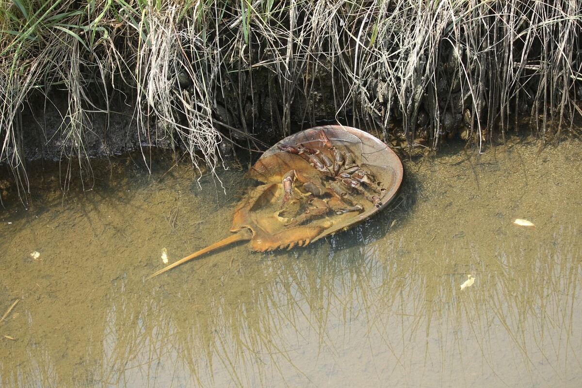 Horseshoe crab on back
